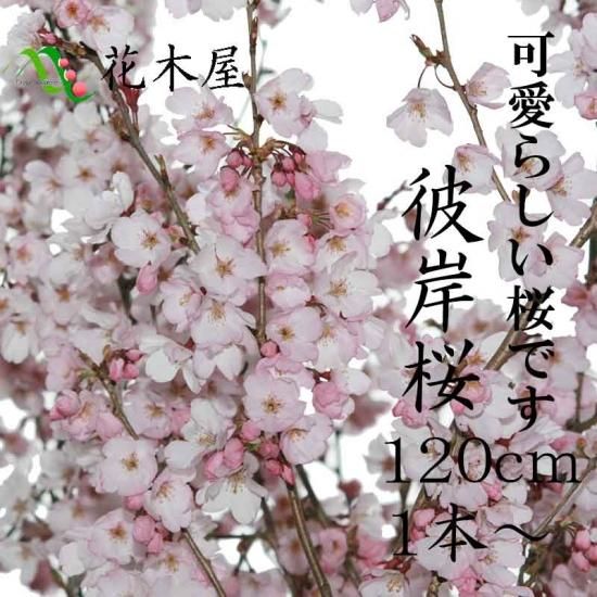 19年発送分 彼岸桜 生花 切花 活花 華道 店舗 イベント 装飾 プレゼント 花材 お供え 1本から利用可能 高野槇と季節の枝もの 花木屋本店