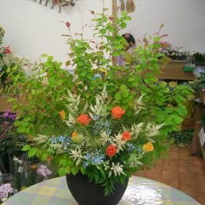 伊予水木 日向水木 姫水木 115cm程度 5本 1束 生花 切り花 花材 稽古 生け花 花材 5月 高野槇と季節の枝もの 花木屋本店 伊予水木 日向水木 姫水木 115cm程度 5本 1束 生花 切り花 花材 稽古 生け花 花材 5月 高野槇と季節の枝もの 花木屋本店