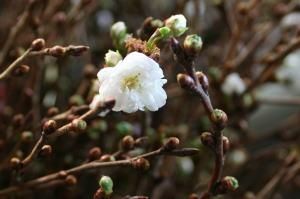 10月下旬より販売開始 寒桜 高さ 約1 15ｍ 10本束 1束 切花 生花 花材 秋 まとめ買い 高野槇と季節の枝もの 花木屋本店