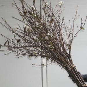 10月22日より出荷開始 寒桜 高さ 約1 15m 10本束 1束 切花 生花 高野槇と季節の枝もの 花木屋本店 10月22日より出荷開始 寒桜 高さ 約1 15m 10本束 1束 切花 生花 高野槇と季節の枝もの 花木屋本店