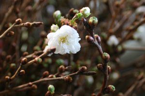 10月25日より出荷開始  寒桜 高さ 約1.20ｍ 10本束 1束 切花 生花