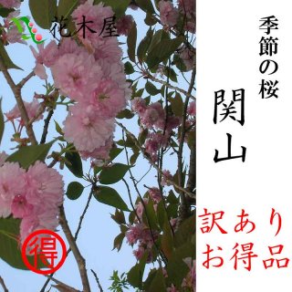 [季節の桜.濱谷様] 関山 高さ0.3m〜0.4m 小枝 1束 5本程度 切花