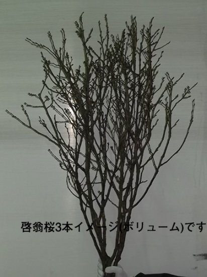 12月日以降発送分 啓翁桜 高さ 約1 15ｍ 1本 生花 高野槇と季節の枝もの 花木屋本店