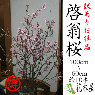 啓翁桜 高さ1m〜0.6m 小枝 1束 10本程度 切花