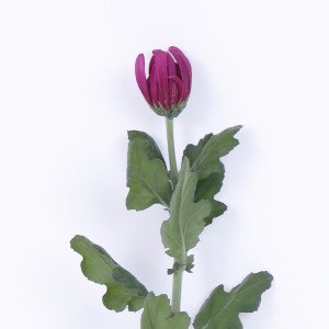 菊の花 一輪菊 赤 70〜80cm 1本 切花 生花