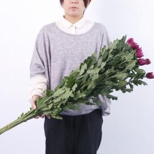 菊の花 赤 一輪菊 70～80センチ 10本 切花 生花 - 高野槇と季節