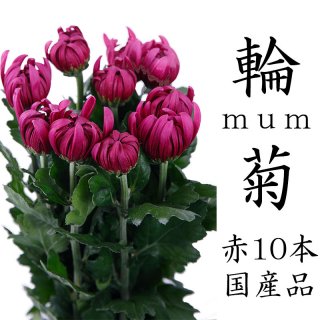 菊の花 赤 一輪菊 70〜80センチ 10本 切花 生花