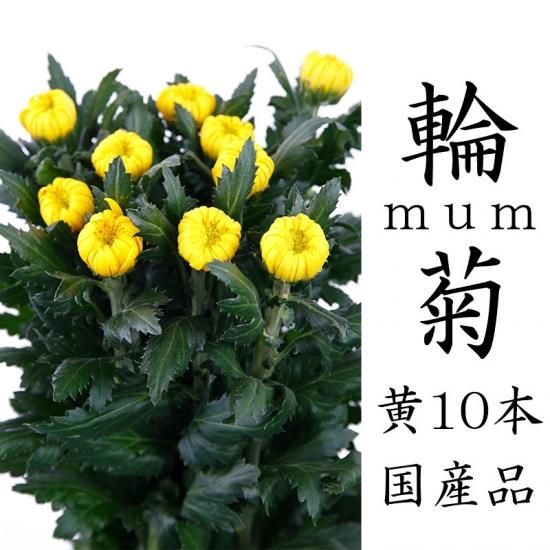 4115_sagagiku_large-740x440.jpg