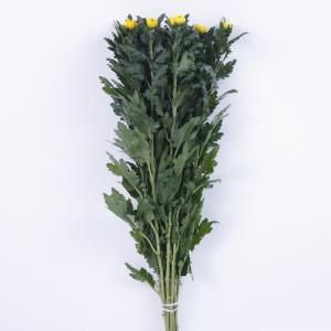 菊花10 輪菊 黄色 菊 花 70～80センチ 10本 切花 生花 - 高野槇と季節の