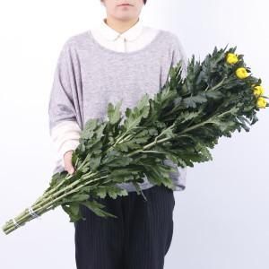 輪菊 黄色 菊 花 70～80センチ 10本 切花 生花 - 高野槇と季節の