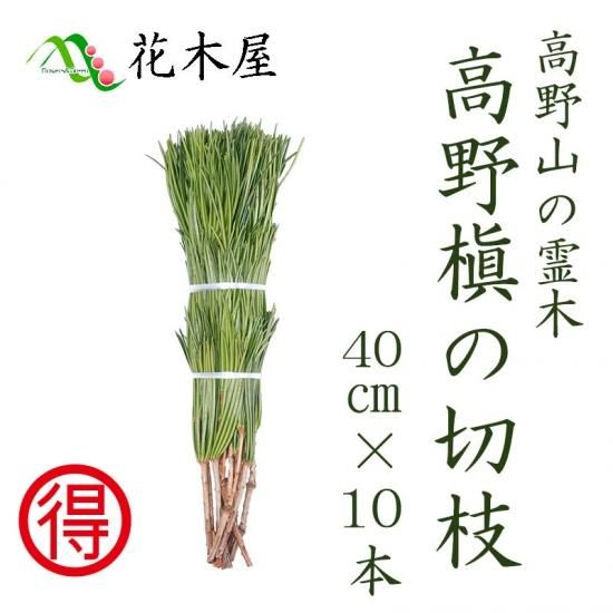 高野槙 40cm 10本組 | 切花 - 高野槇と季節の枝もの 花木屋本店