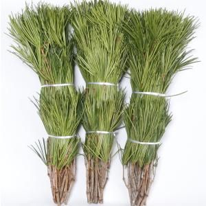 高野槙 切枝 60cm M品 10本組×3束 30本 生花 切花
kouyamaki60m-10-3