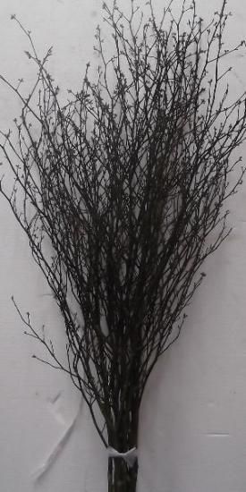 切枝][今シーズンの販売終了しました] 黒モジ（くろもじ・クロモジ