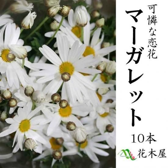 マーガレット 木春菊 白 10本 60 50cm 花束 国産 生花 切花 開店祝い 必要な水揚げを当店で行います 高野槇と季節の枝もの 花木屋本店