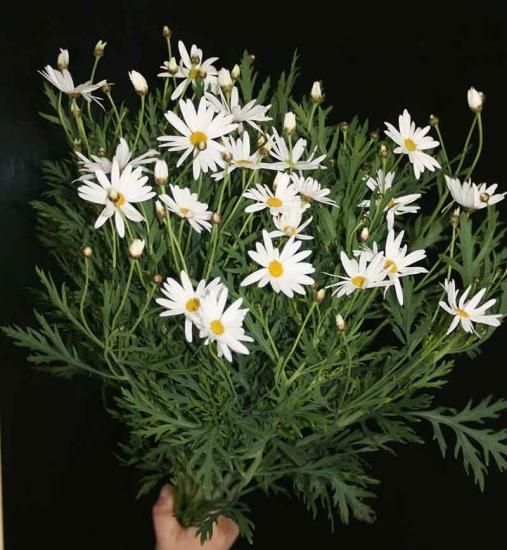 マーガレット 木春菊 白 10本 60 50cm 花束 国産 生花 切花 開店祝い 必要な水揚げを当店で行います 高野槇と季節の枝もの 花木屋本店 マーガレット 木春菊 白 10本 60 50cm 花束 国産 生花 切花 開店祝い 必要な水揚げを当店で行います 高野槇と季節の枝もの 花木屋本店