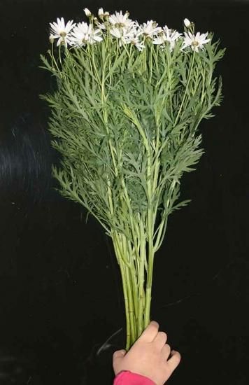 マーガレット 木春菊 白 10本 60 50cm 花束 国産 生花 切花 開店祝い 必要な水揚げを当店で行います 高野槇と季節の枝もの 花木屋本店 マーガレット 木春菊 白 10本 60 50cm 花束 国産 生花 切花 開店祝い 必要な水揚げを当店で行います 高野槇と季節の枝もの 花木屋本店