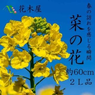  2025ǯ125в١ۺڤβ ʥ ̥ 70cm50cm 1ܤ Ҥʺפ ҤʤޤĤ     ź 