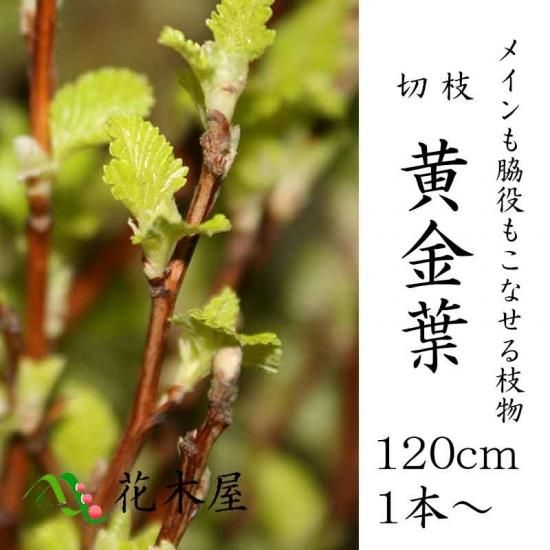 黄金葉 キンバ キンバコデマリ 桑天丸 生花 切花 花材 稽古 華道 活花 アレンジ 黄色 １本から購入可能 高野槇と季節の枝もの 花木屋本店