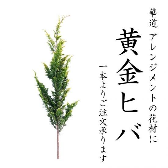黄金ヒバ 110cm程度 1本 切花 リース材料 - 高野槇と季節の枝