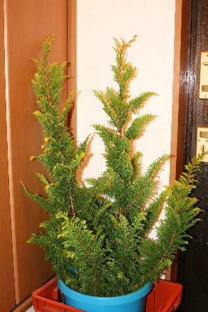 花材に！/天然ヒバ/ヒバぼっくり【金平糖のような可愛い実のついた枝葉】5〜6本 花材に！/天然ヒバ/ヒバぼっくり【金平糖のような可愛い実のついた枝葉