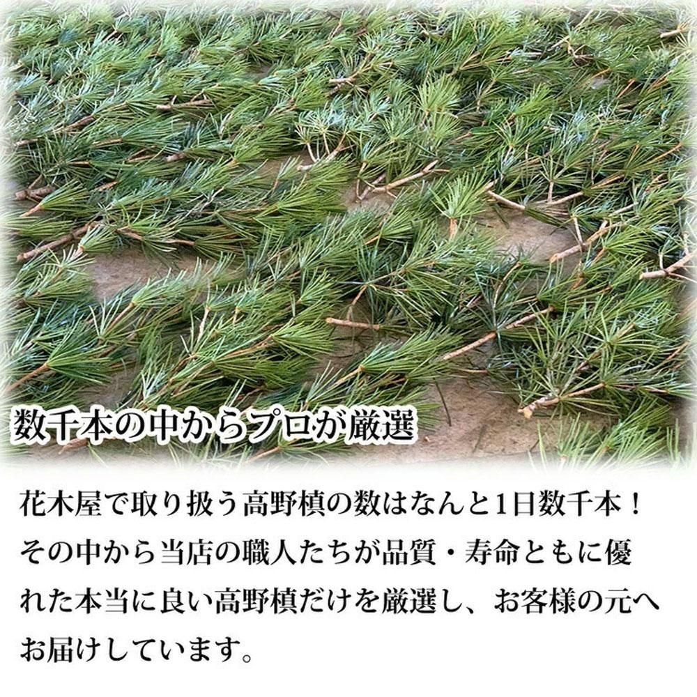 高野槙のお試しセット。失敗しない初めての高野槙はこれで決まり！