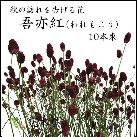 われもこう 80cm程度 10本 生花 切花 高野槇と季節の枝もの 花木屋本店