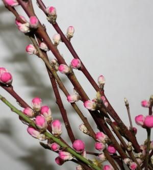 桃の花 ひな祭り 花桃1m 1把 4本 6本 ひなまつり 雛祭り 桃の節句 飾り 花 生花 花材 プレゼント 高野槇と季節の枝もの 花木屋本店 桃の花 ひな祭り 花桃1m 1把 4本 6本 ひなまつり 雛祭り 桃の節句 飾り 花 生花 花材 プレゼント 高野槇と季節の枝もの 花木屋本店