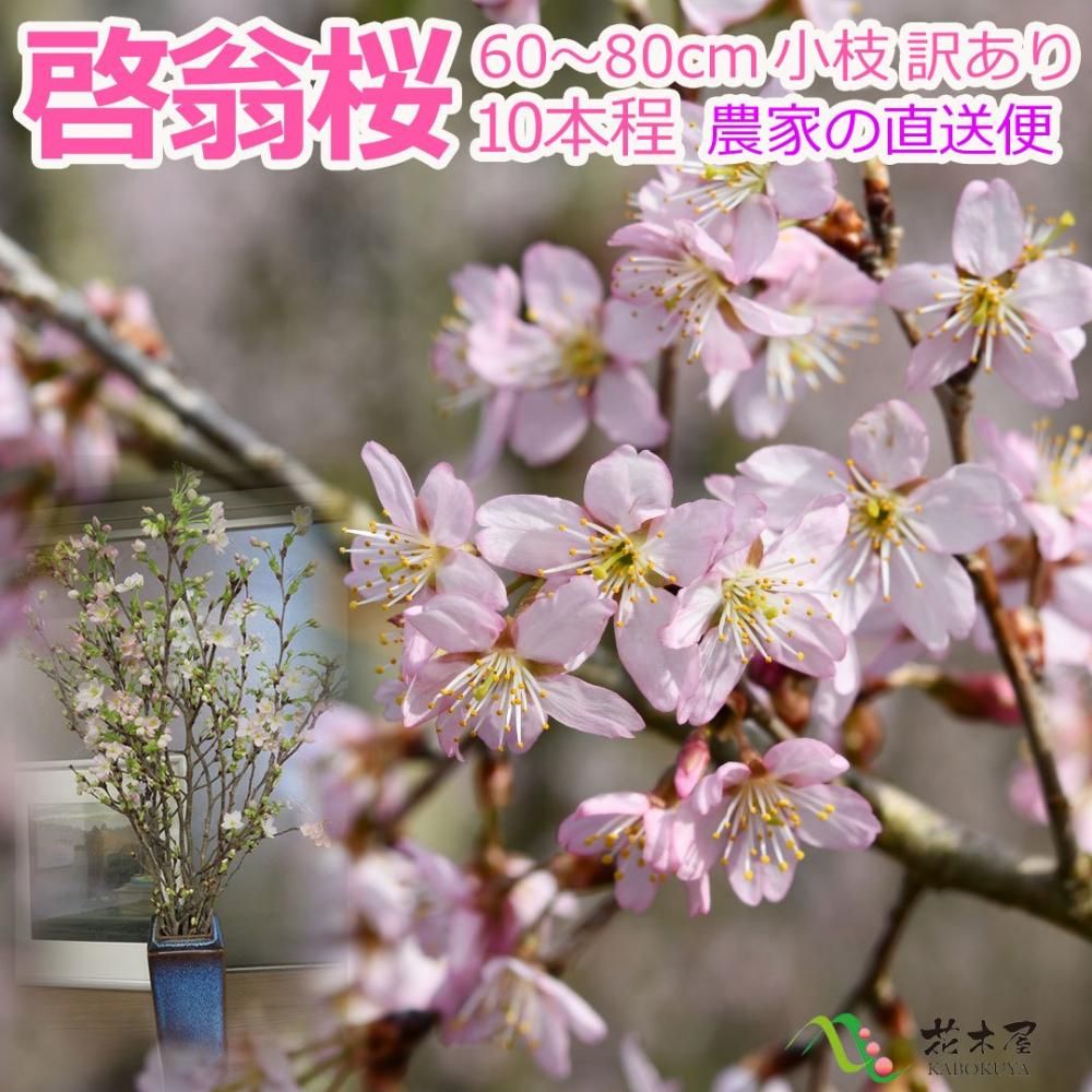 2025ǯ1223ʹߤΤϤ۷ 90-5