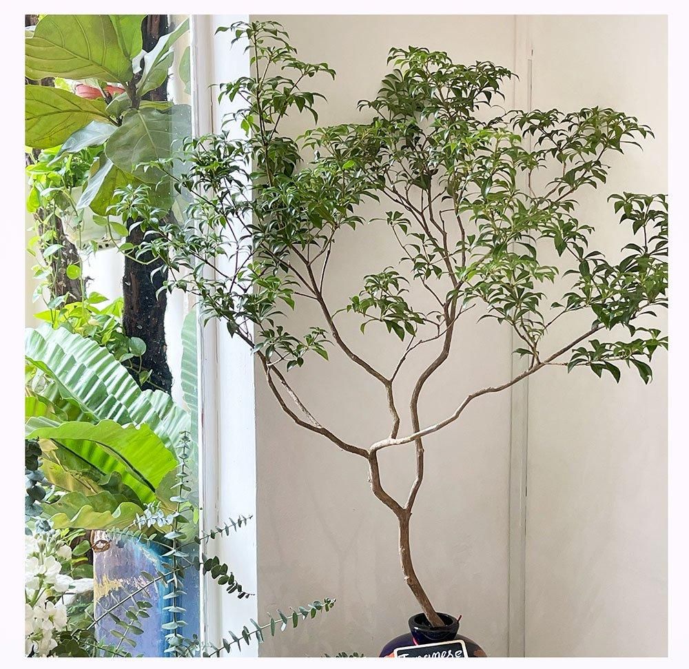 アセビ　生花 アセビ | 切花 生花 枝物 120cm - 高野槇と季節の枝もの 花木屋本店