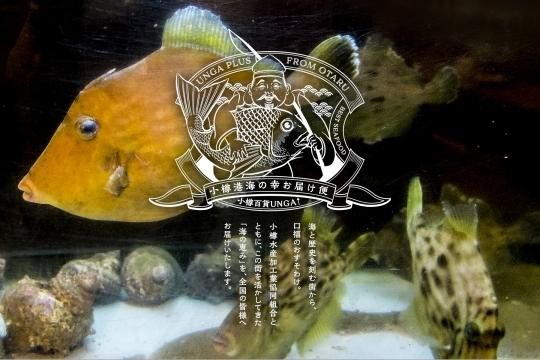 海の幸お届け便り#108】ブリ御三家の中で最も高級なカンパチ