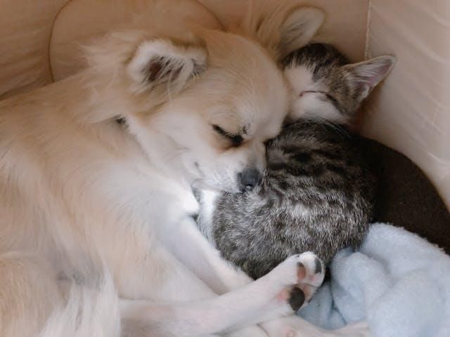 ペット用のお墓1