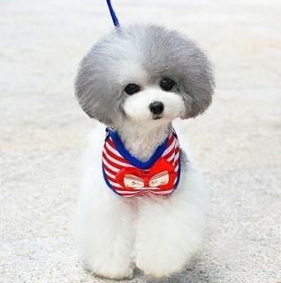 【花梟】犬 胴輪 リード 【即納】小型犬【 ブルー /Mサイズ】 ハーネスリード 犬用品 いぬ ドッグ 工字型ハーネスベスト お買得Sale品 送料無料 tk-pt0436