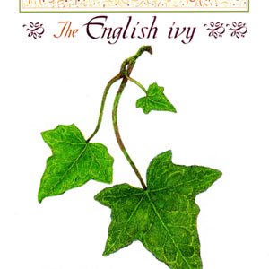The English Ivy<br>ʥץȣ硦ƥա