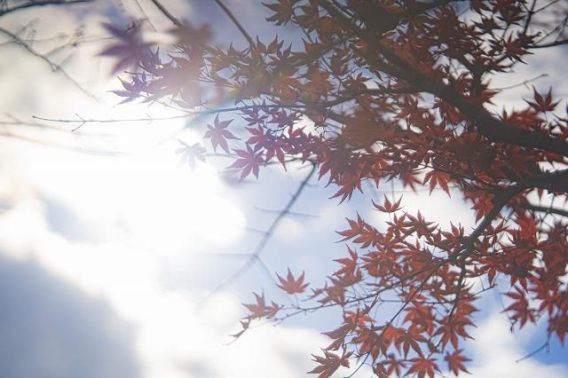 ☆バブルボケ オールドレンズの代名詞☆ ペンタコン | Pentacon ☆バブルボケ オールドレンズの代名詞☆ ペンタコン | Pentacon
