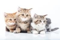ǭ-For CAT