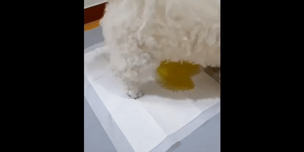 ñ˿