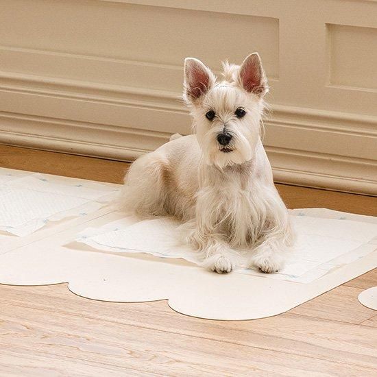 12000円相当 新品 2枚セット PAWSSE 大判サイズ防水マット 12000円相当 新品 2枚セット PAWSSE 大判サイズ防水マット