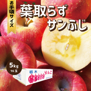 【お手頃】 産地直送りんご サンふじ 5キロ（1段箱）16玉　Ｌサイズ