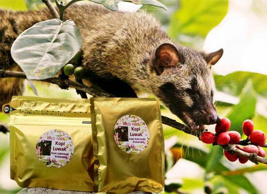 Kopi Luwak コピ ルアク（200ｇ） - 珈琲豆焙煎処 おます珈琲 オンラインショップ