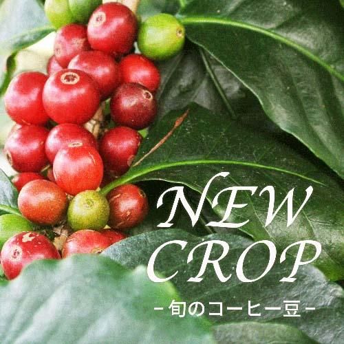コーヒー豆】ケニア オークションロット (100g) 【中深煎り