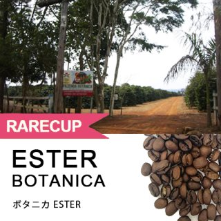 【レアカップ】ボタニカ ESTER  180g（WEB限定）クリアストッカー入り