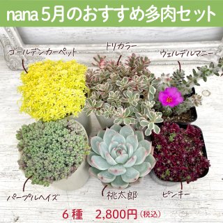 【お得】nana5月のおすすめ多肉セット