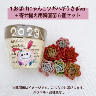 [1]goshimaさんおばけにゃんこツギハギうさぎver+寄せ植え用韓国苗６個セット