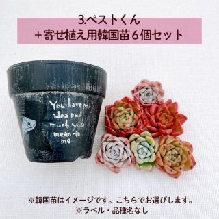 [3]goshimaさんペストくん+寄せ植え用韓国苗６個セット