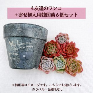 [4]goshimaさん友達のワンコ+寄せ植え用韓国苗６個セット