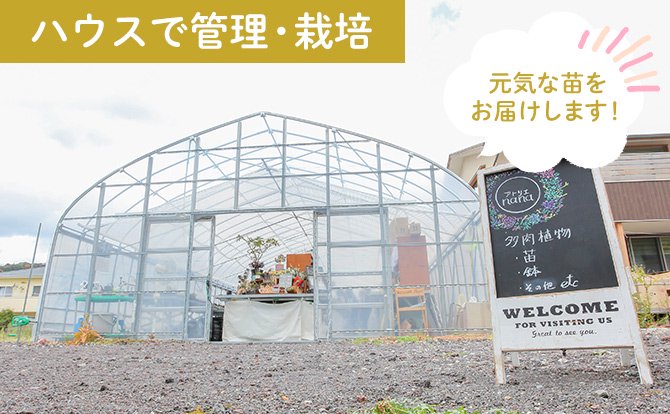 アトリエnana 多肉植物専門店 多肉植物通販 販売