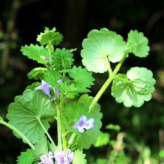 カキドオシしそ科　コンパニオンプランツ　 グランドカバー お茶　薬草　ハーブ山葡 かきどおし茶 （リーフ） 50g - 阿蘇薬草園 ONLINE STORE