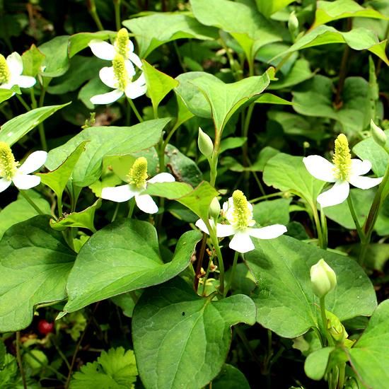 どくだみ茶［10袋まとめ買い］500g（茶葉） - 阿蘇薬草園 オンラインストア