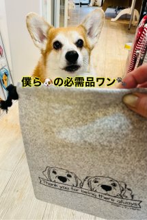<img class='new_mark_img1' src='https://img.shop-pro.jp/img/new/icons29.gif' style='border:none;display:inline;margin:0px;padding:0px;width:auto;' />引退犬応援🎉消臭マナー袋