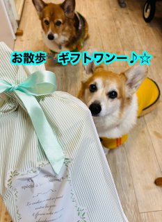 <img class='new_mark_img1' src='https://img.shop-pro.jp/img/new/icons12.gif' style='border:none;display:inline;margin:0px;padding:0px;width:auto;' />KOMORO PREMIUM 🐾եȥå